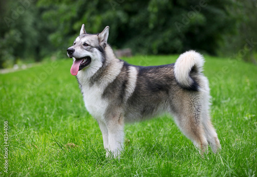 Young Alaskan Malamute on a walk in a park