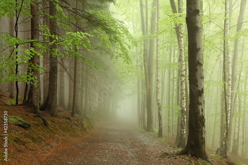 Forest path on the border between coniferous and deciduous trees