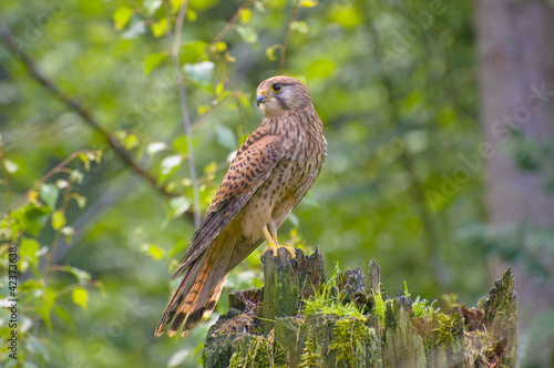 Bussard auf einem Baumstumpf