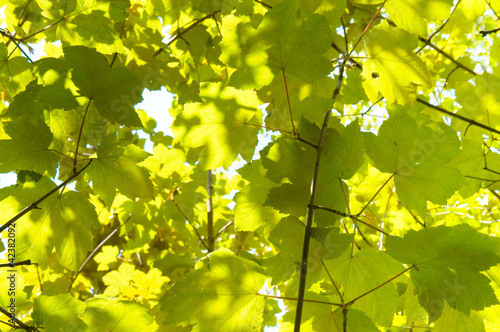 Sycamore maple leaves