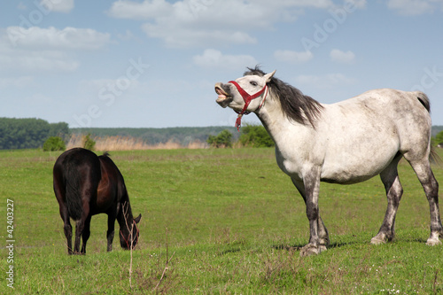 white horse neigh