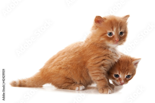 two little red kitten
