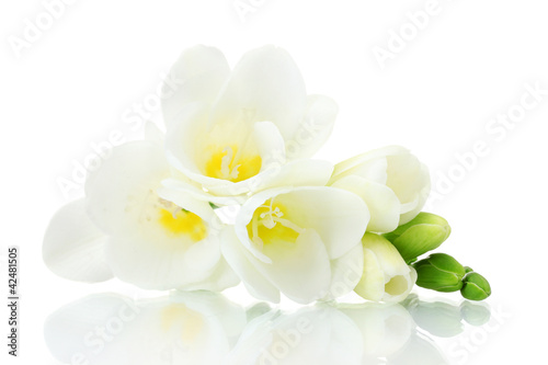 Beautiful freesia isolated on white