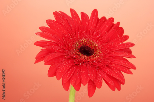 Beautiful red gerbera on red background close-up