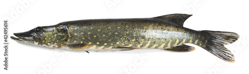 Northern pike, Esox lucius isolated on white background