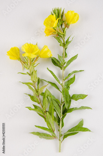 Oenothera biennis / Onagre bisannuelle