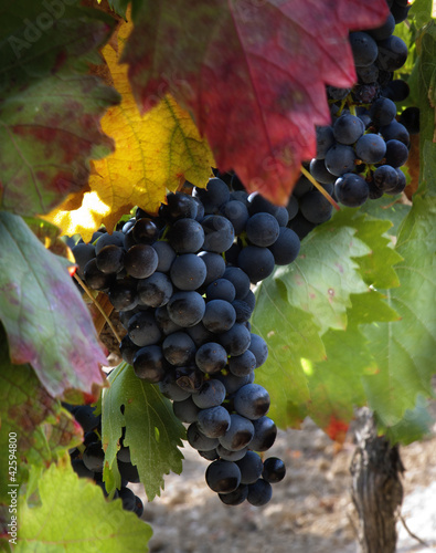 September in the vineyard (La Rioja,Spain)