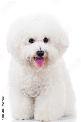 seated bichon frise puppy dog