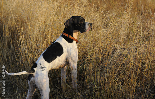Dog alert in hunting field