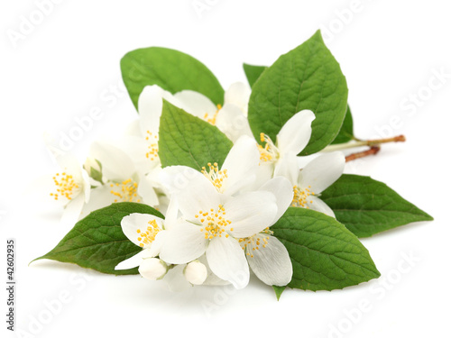 Flowers of jasmine