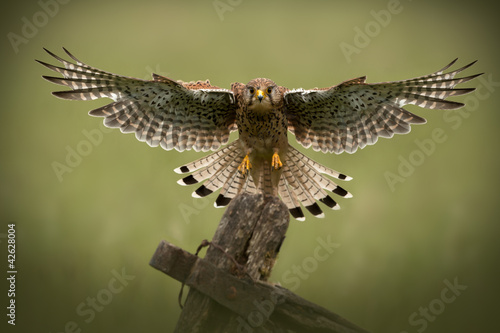 Female Common Kestrel in flight