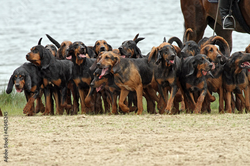 group of bloodhounds on a hunt