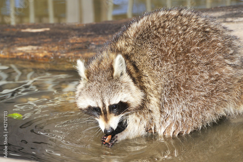 Waschbär