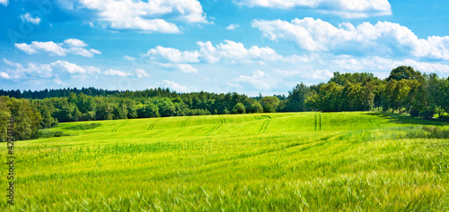 Barley fields undulating the middle of woods