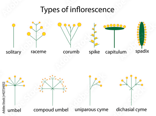 types of inflorescence