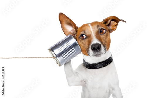 dog on the phone