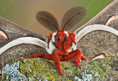 Cecropia moth waving
