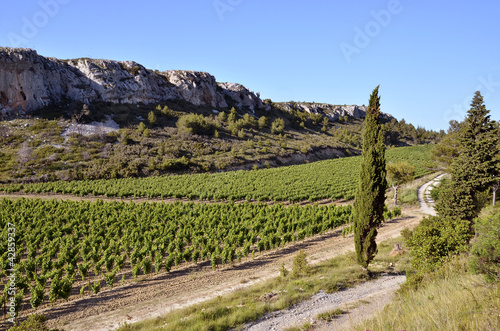 Vine near of Narbonne in France