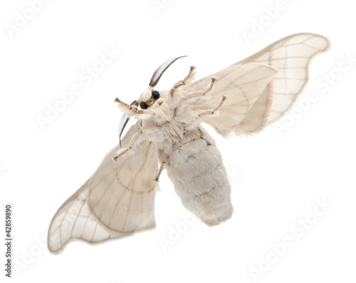 Domesticated Silkmoth, Bombyx mori