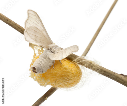 Domesticated Silkmoth next to own cocoon, Bombyx mori