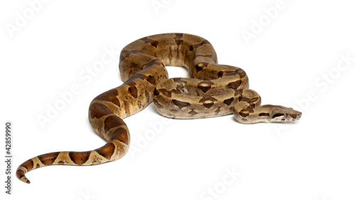 Common Northern Boa, Boa constrictor imperator