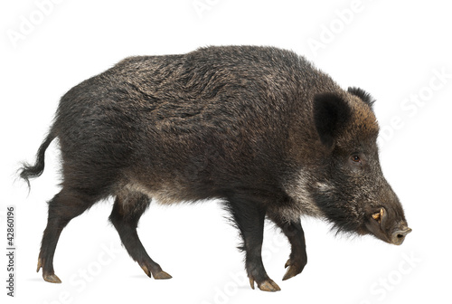 Wild boar, also wild pig, Sus scrofa, 15 years old