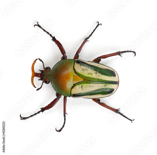 Male Flamboyant Flower Beetle or Striped Love Beetle