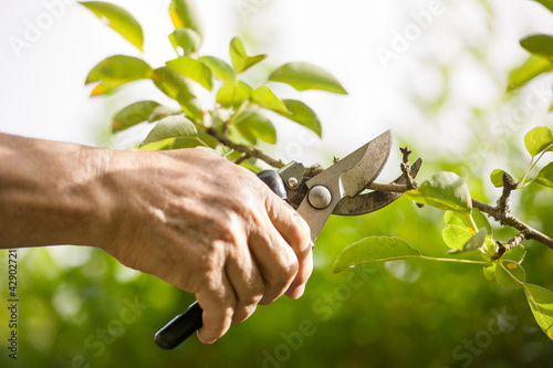 Pruning of trees with secateurs