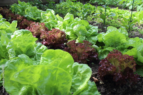 Plantes de salade vertes dans le jardin. Laitue et batavia dans le potager bio.