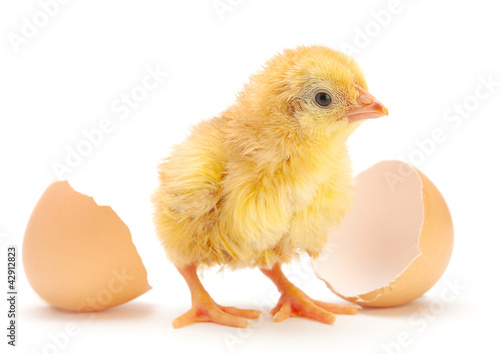 Newborn chicken