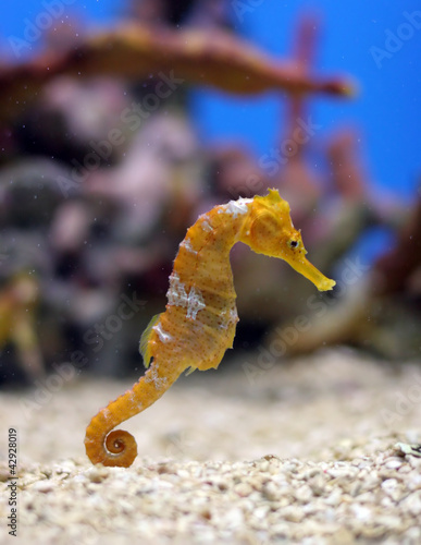 Orange Seahorse