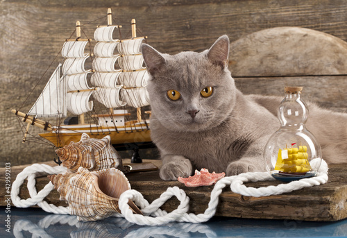 Cat and marine sailboat