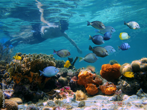 Man underwater snorkeling on a colorful coral reef with school of tropical fish, Caribbean sea
