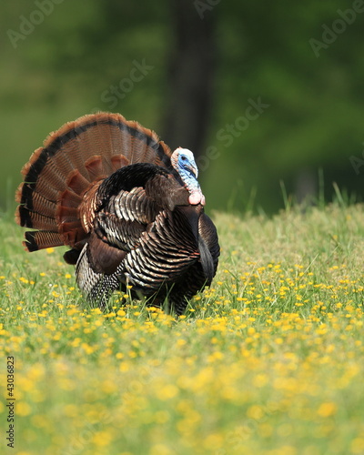 Turkey Strut