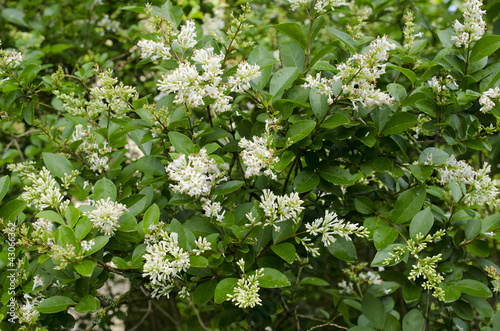 Ligustrum vulgare / Troène commun