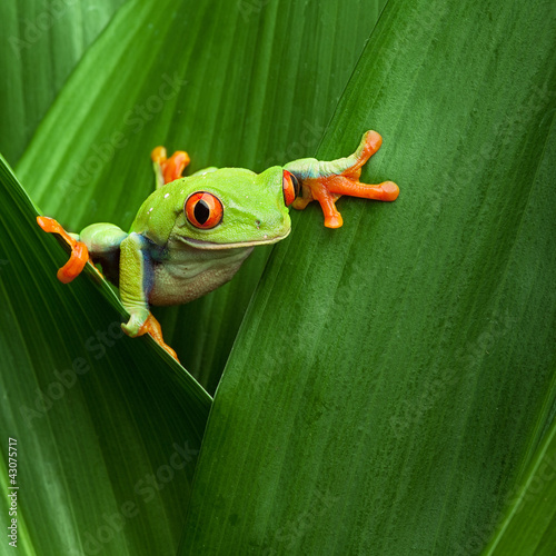 red eyed tree frog