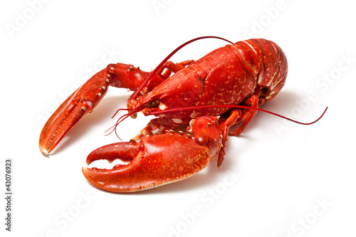 Cooked Lobster.