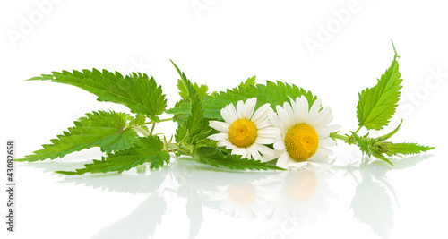 nettles and daisies on a white background