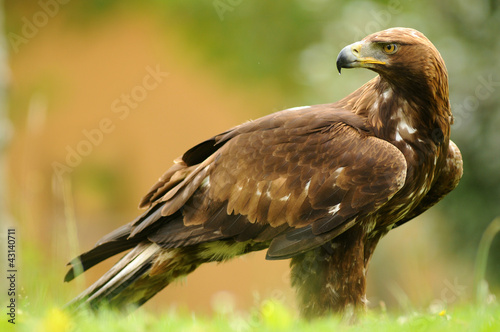 Primer plano de un aguila real