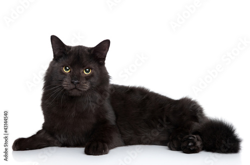 Siberian cat on a white background