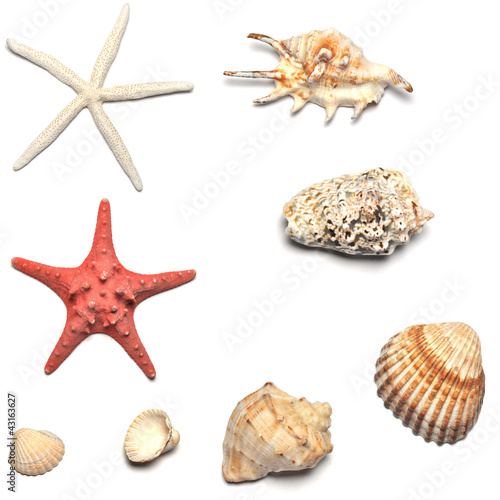 shells and starfishes collections