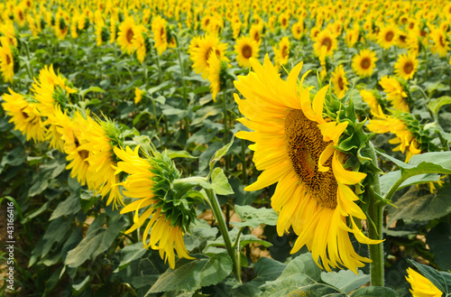 Campo di Girasoli