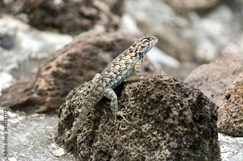 Jaszczurka w Teotihuacan