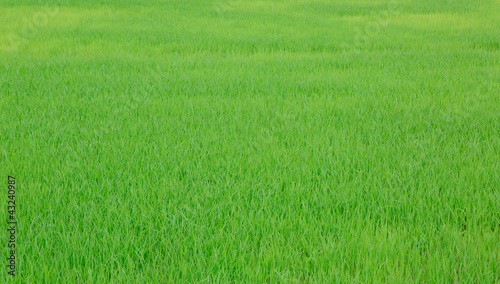 Image of fresh spring green grass