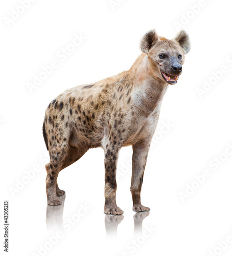 Portrait Of A Hyena
