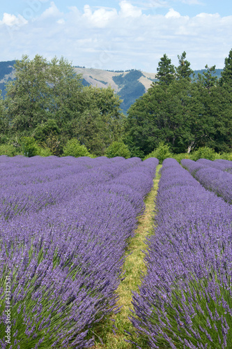 Rows of Oregon Lavender Flowers