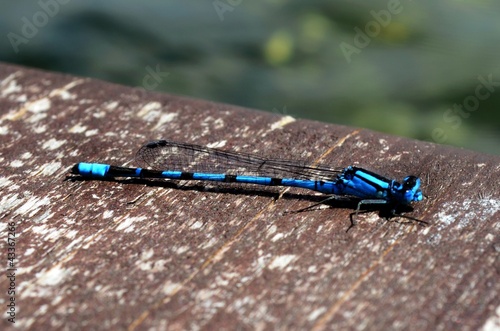 Dragonfly on a platform