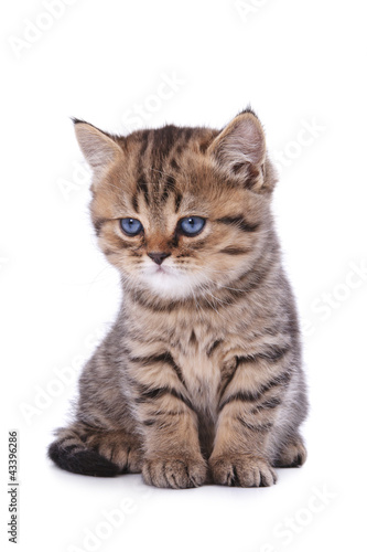 The British striped kitten