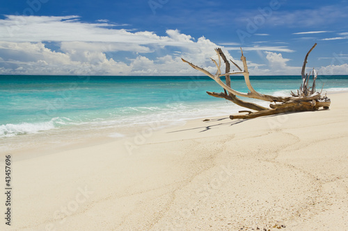 Tropical beach at summer day, with large dead branch