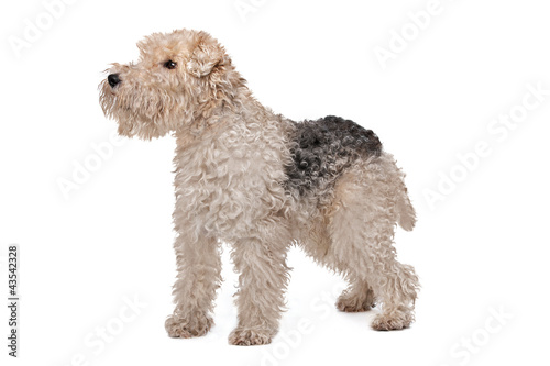 Wirehaired fox terrier